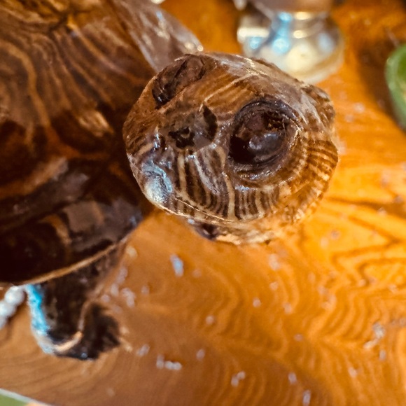 VTG Taxidermy Turtle Made in Mexico, great display piece - Picture 7 of 12